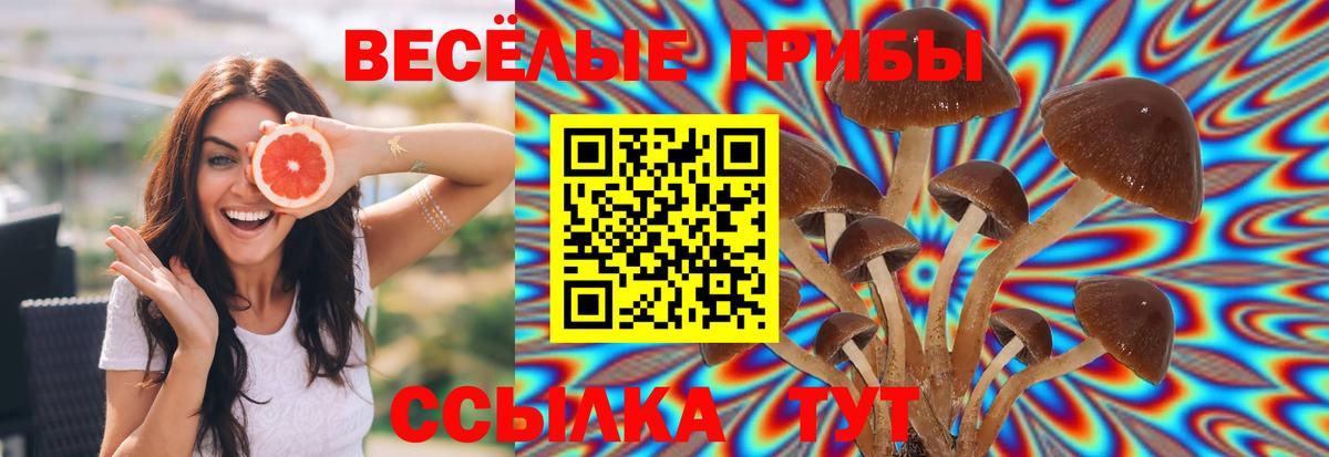 Димитровград  магазин    Вход с VPN  Галлюциногенные грибы Psilocybe  Галлюциногенные грибы прущие грибы 
